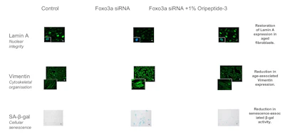 Figure 2 - Representative immunofluorescence images illustrating the effects of Oripeptide-3 in a Foxo3a-induced accelerated aging model.