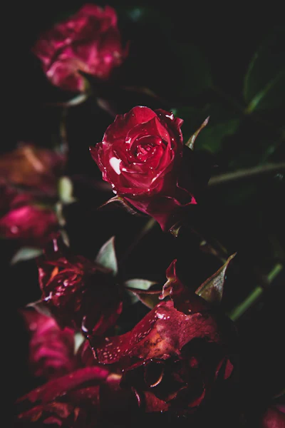Patina's Rosalia is a patent-pending captive molecule designed to bring a modern, sophisticated interpretation of rose through a blend of floral elegance, spice and woody warmth.