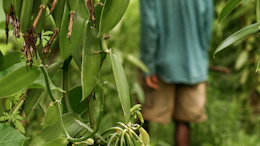 Fresh green bean pods hanging from plants in a garden with a gardener in the background