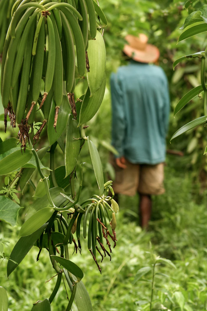Fresh green bean pods hanging from plants in a garden with a gardener in the background