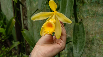 Hand holding a vibrant yellow orchid flower with orange center against green foliage background