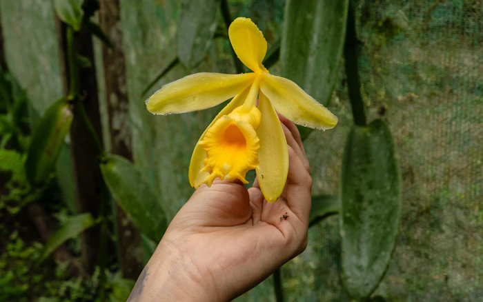 Hand holding a vibrant yellow orchid flower with orange center against green foliage background