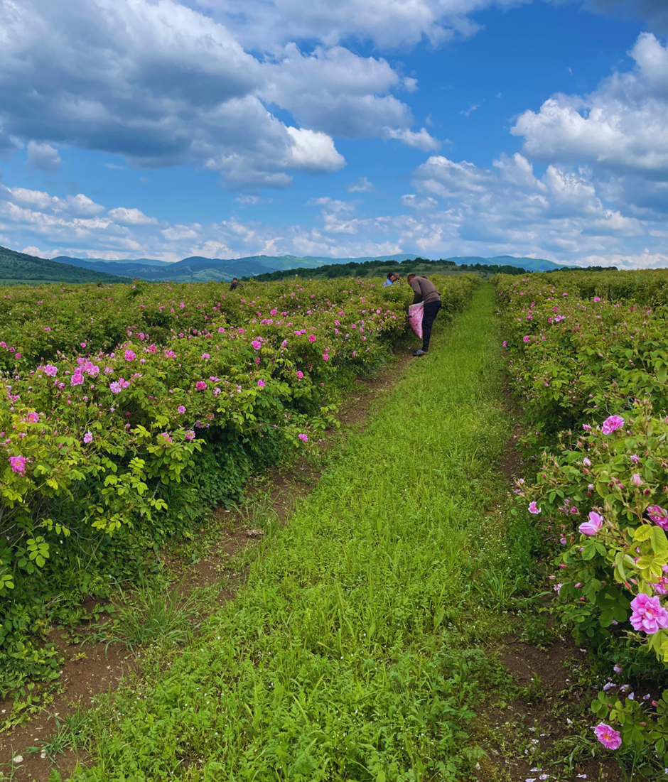 'Hand-harvesting delicate flowers cannot be easily automated; to produce just 1 kg of rose oil, you need approximately 3,500 kg of hand-picked petals,' says Petkov. 'However, labor costs continue to rise sharply year over year. As younger generations migrate to urban centers or move abroad, rural communities face severe labor shortages.'