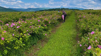 'Hand-harvesting delicate flowers cannot be easily automated; to produce just 1 kg of rose oil, you need approximately 3,500 kg of hand-picked petals,' says Petkov. 'However, labor costs continue to rise sharply year over year. As younger generations migrate to urban centers or move abroad, rural communities face severe labor shortages.'