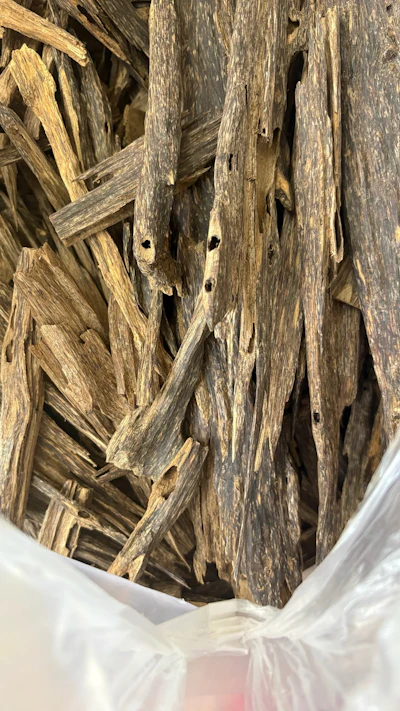 Sanchi is scientifically compelling because healthy, pale Aquilaria wood is not the prized material. Its resin forms in response to stress involving injury, insects, fungi and other biotic or abiotic factors.