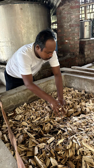 Wood chips are traditionally soaked for two or three months before hydrodistillation transforms part of their resin into oil.