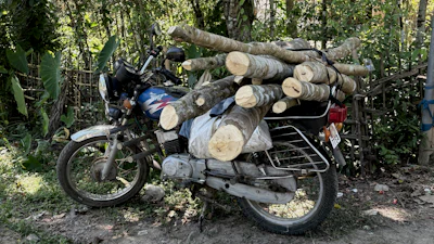 Field presence should not be romanticized. In Nagaland I saw trunks being carried by motorcycle along informal routes, movements described to me locally as smuggling; elsewhere, conversations about government regulation repeatedly revealed the distance between rules, livelihoods and the extraordinary value attached to the material.
