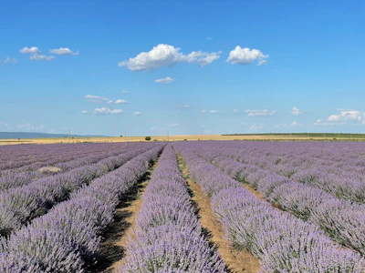 'Exhausted by a decade of low prices, farmers—particularly in Northeast Bulgaria—are pulling up their lavender fields entirely, replacing them with wheat and sunflower crops to secure immediate cash flow,' says Petka.