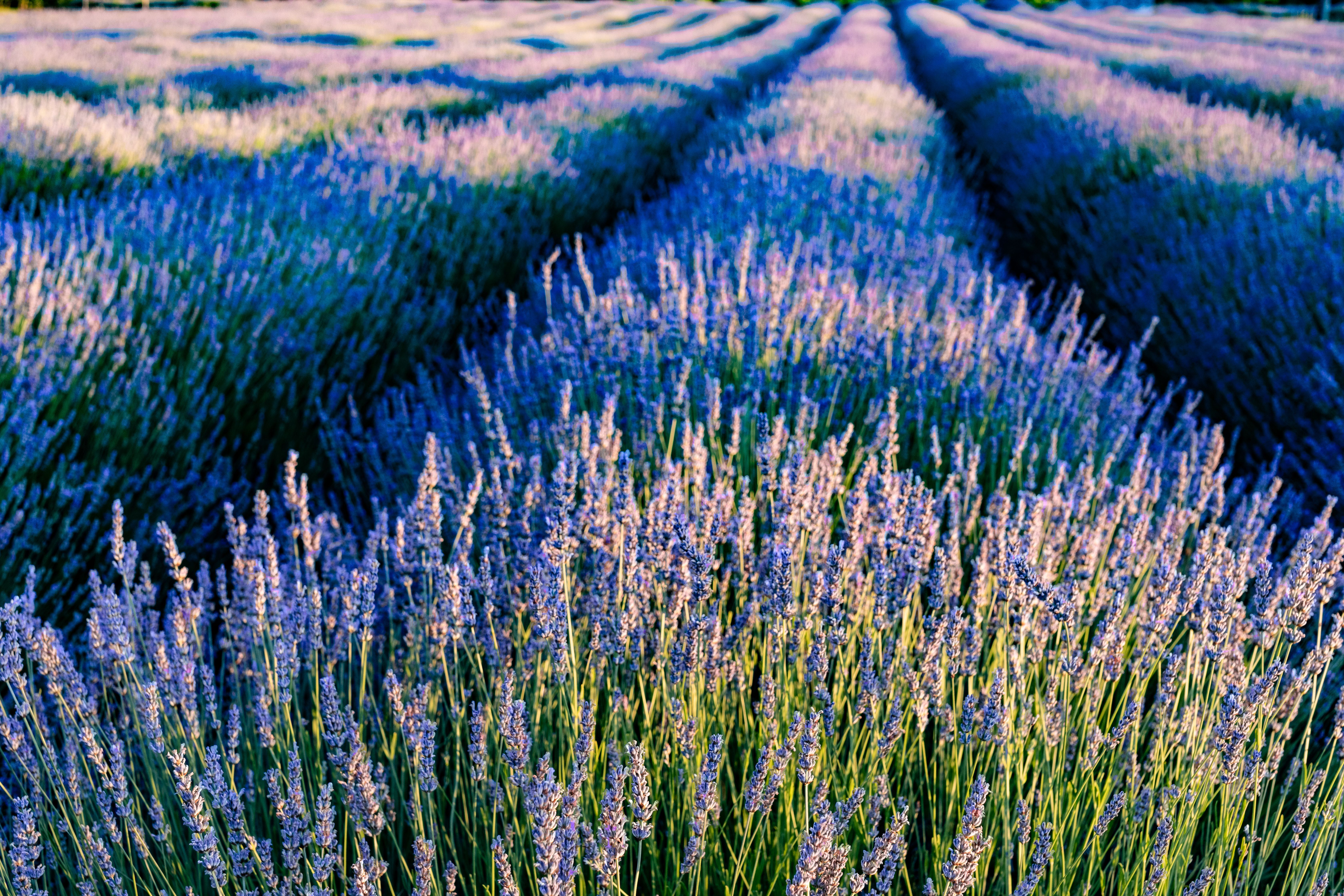 Introduced in spring 2026, the bundles each combine three individual IFEAT Academy units covering natural and synthetic materials, their creation and evaluation, and their application in either fragrance or flavor.