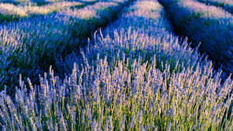 Introduced in spring 2026, the bundles each combine three individual IFEAT Academy units covering natural and synthetic materials, their creation and evaluation, and their application in either fragrance or flavor.