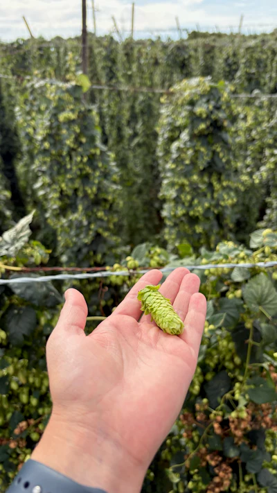 Hand holding a fresh green hop cone in a hop field during harvest