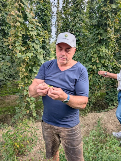 Man in blue shirt and white cap examining hop plants in a vertical garden setting