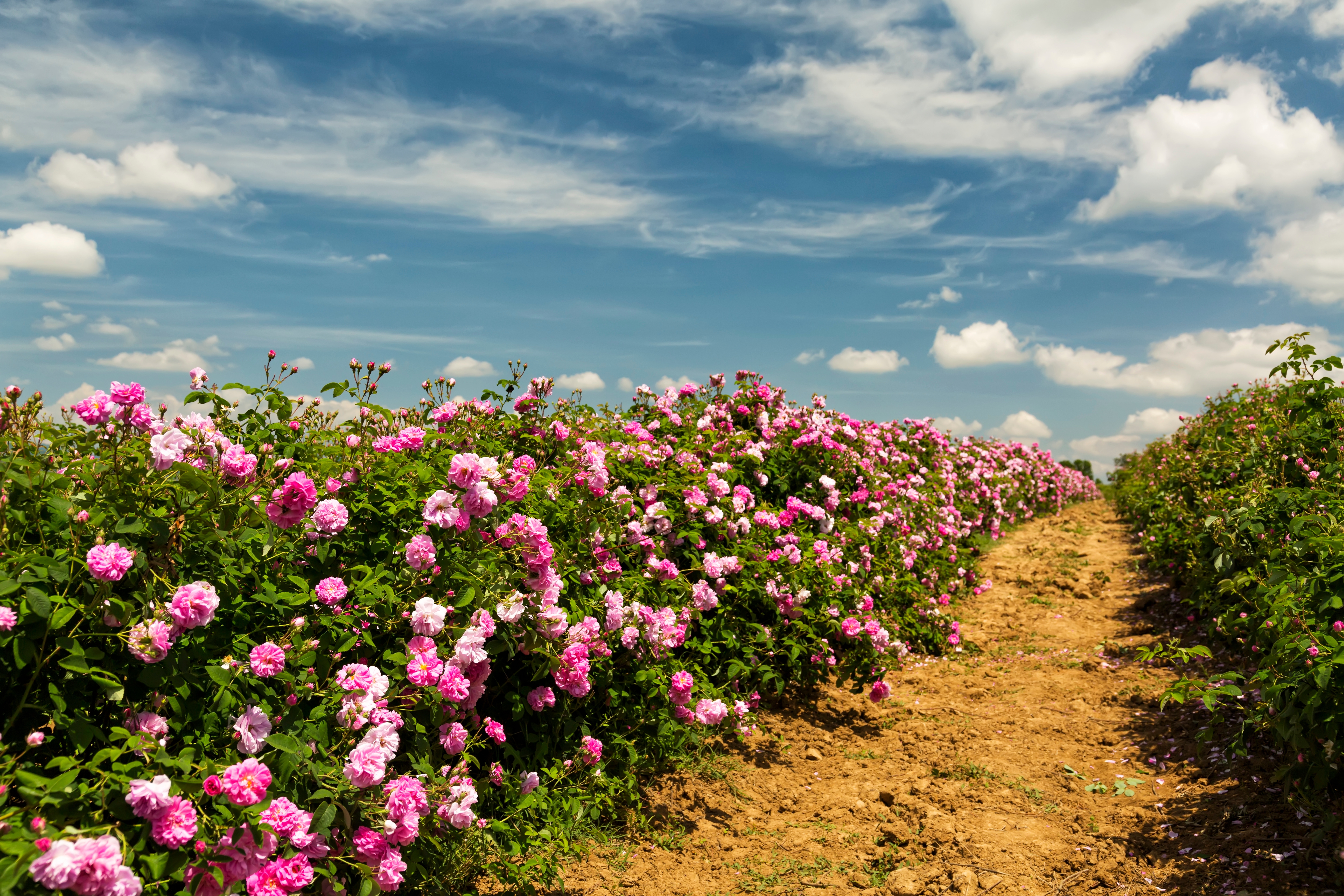 Pink roses blooming in rows along a dirt path under blue sky with white clouds