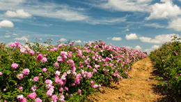 Pink roses blooming in rows along a dirt path under blue sky with white clouds
