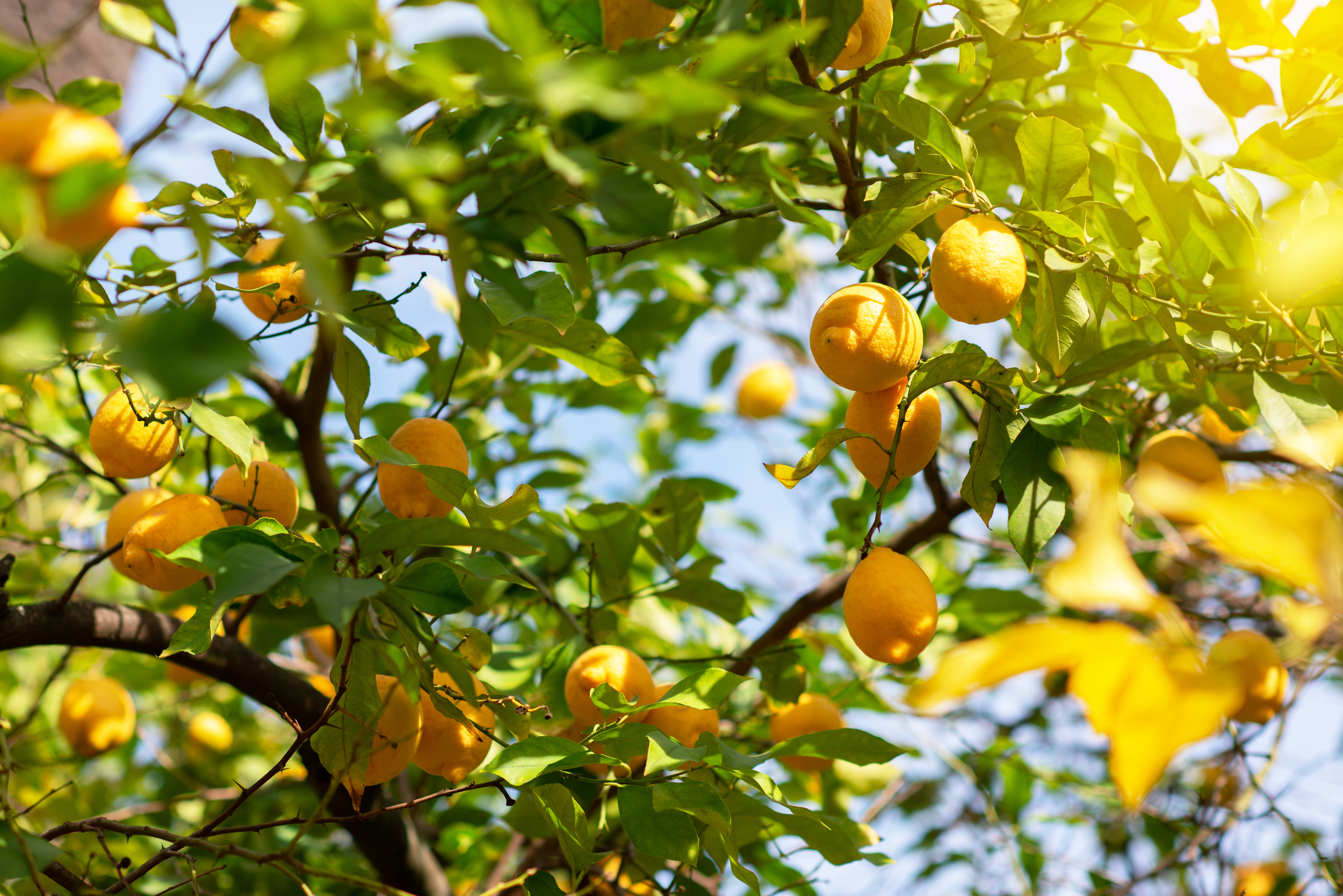 Ripe yellow lemons hanging from tree branches with green foliage and blue sky in background