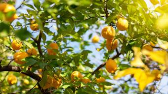 Ripe yellow lemons hanging from tree branches with green foliage and blue sky in background