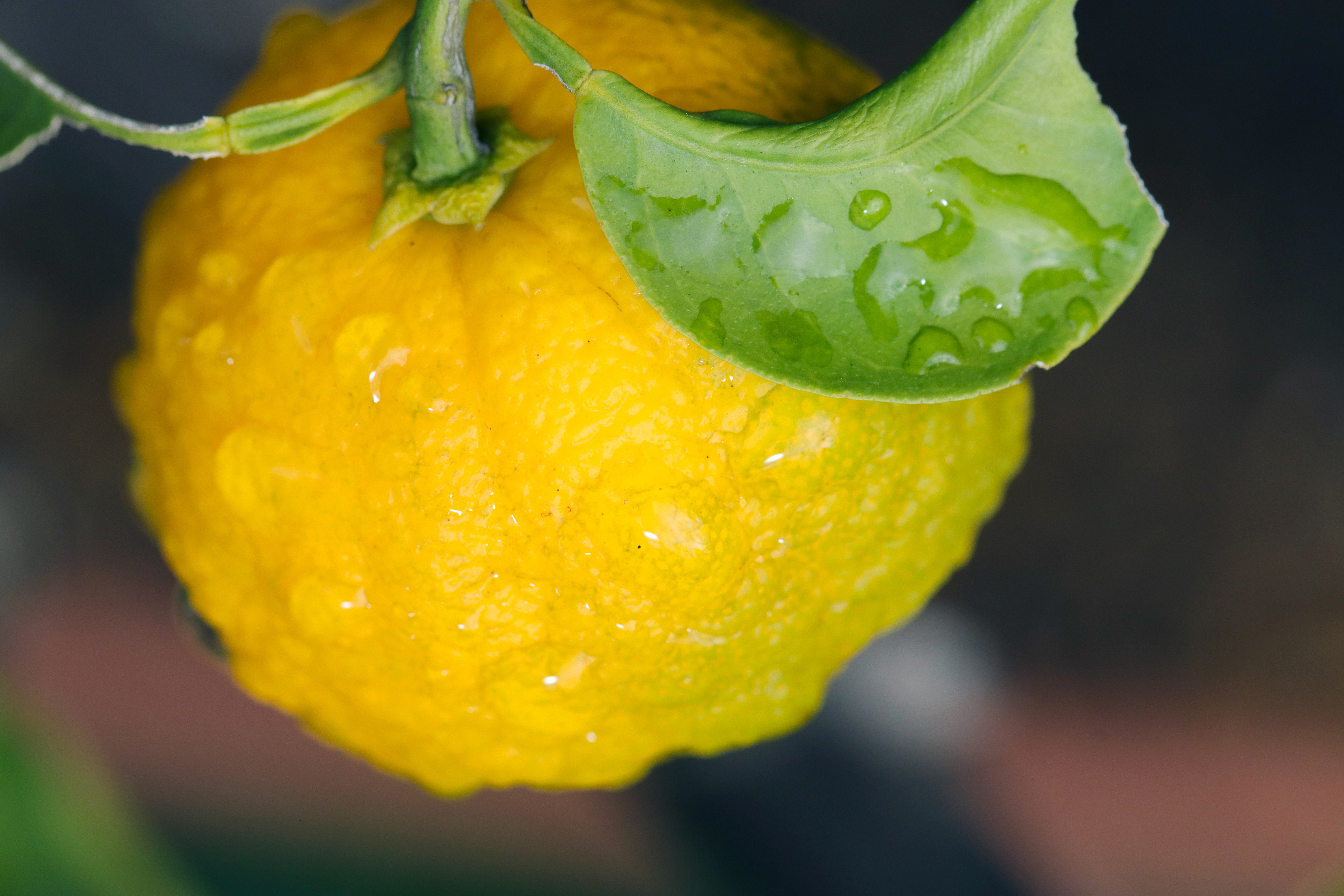 Fresh yellow lemon with water droplets and green leaves on branch