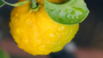 Fresh yellow lemon with water droplets and green leaves on branch