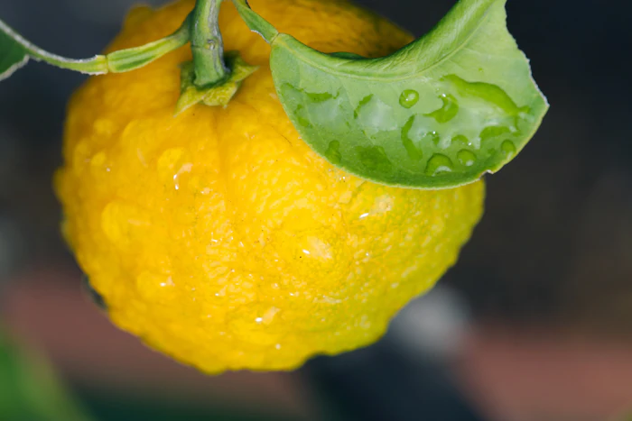 Fresh yellow lemon with water droplets and green leaves on branch