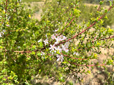 Delicate white flowers blooming on green branches with soft natural foliage in background