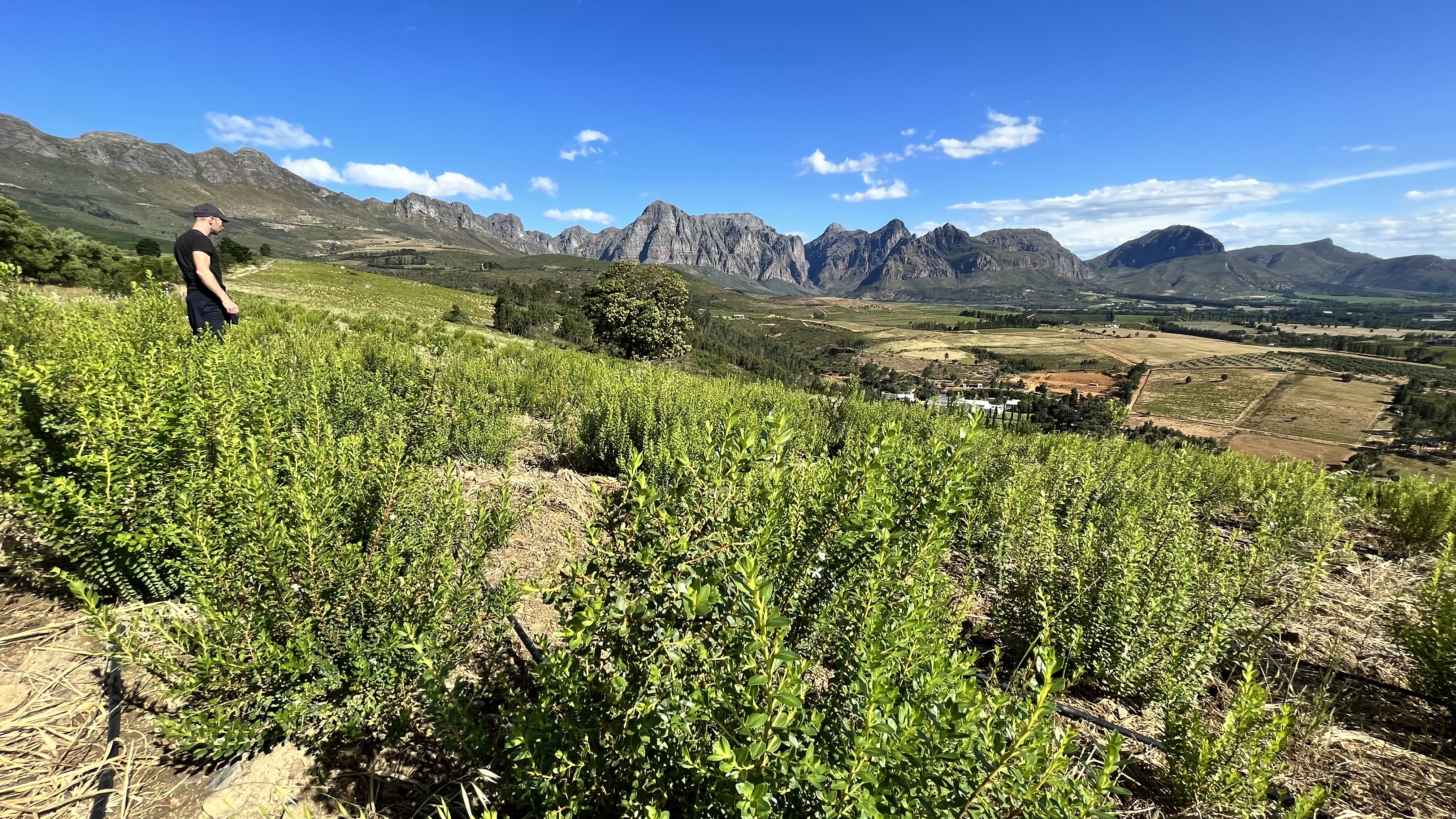 Person standing in green vineyard with dramatic mountain peaks and valley landscape in background under blue sky