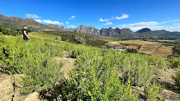 Person standing in green vineyard with dramatic mountain peaks and valley landscape in background under blue sky