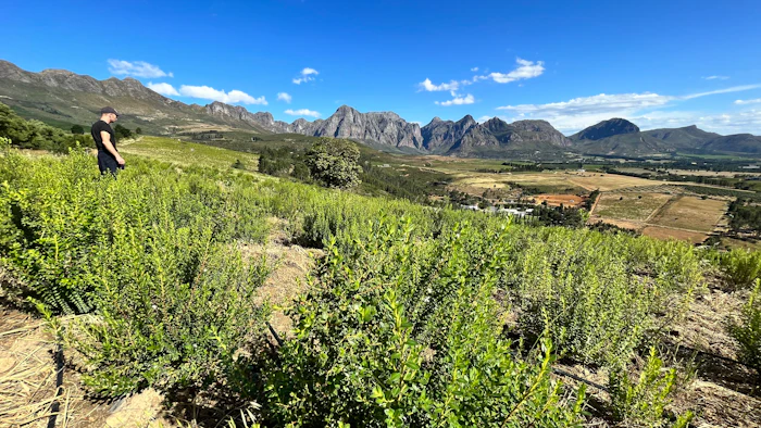 Person standing in green vineyard with dramatic mountain peaks and valley landscape in background under blue sky